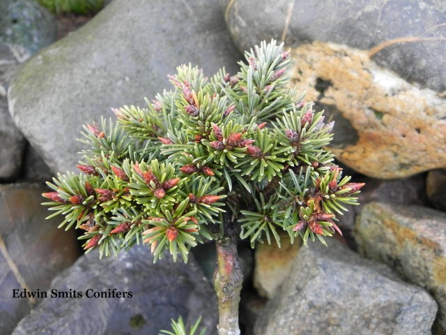 Pseudotsuga menziesii 'Capulon' (#33)